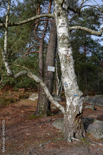 bouleau verruqueux, betula pendula, rochers, sentier Denecourt Colinet, Cabaret Masson, Forêt de Fontainebleau, region Ile de France, 77, Seine et Marne, France photo