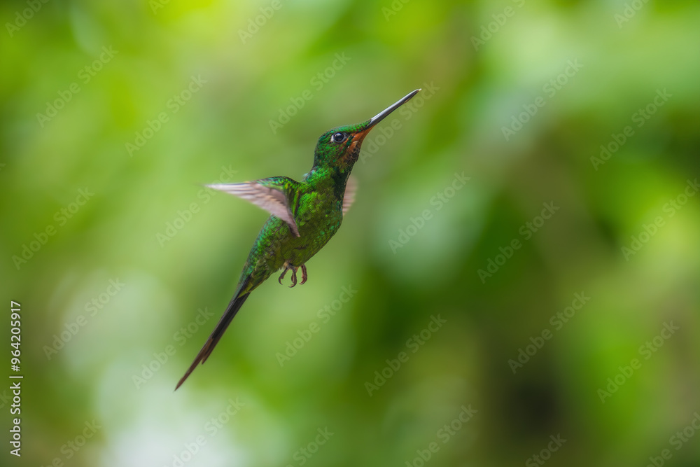 Fototapeta premium Green-crowned brilliant hummingbird (Heliodoxa jacula) in flight, photographed in Ecuador cloud forest.