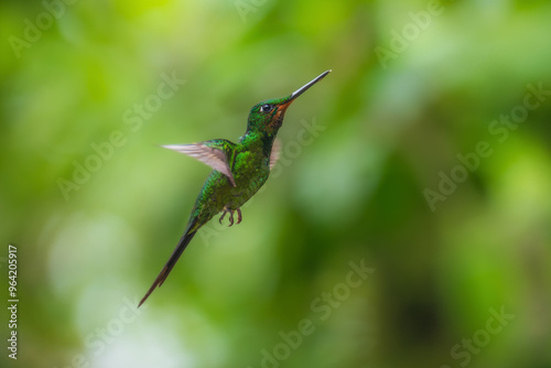 Green-crowned brilliant hummingbird (Heliodoxa jacula) in flight, photographed in Ecuador cloud forest. photo