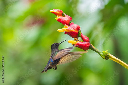 Velvet-purple Coronet (Boissonneaua jardini), fighting, in flight, 4K resolution, best Ecuador humminbirds  photo