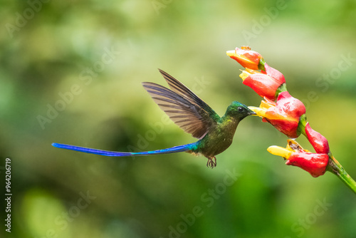Photos Violet-tailed Sylph - Aglaiocercus coelestis, beautiful long tailed hummingbird