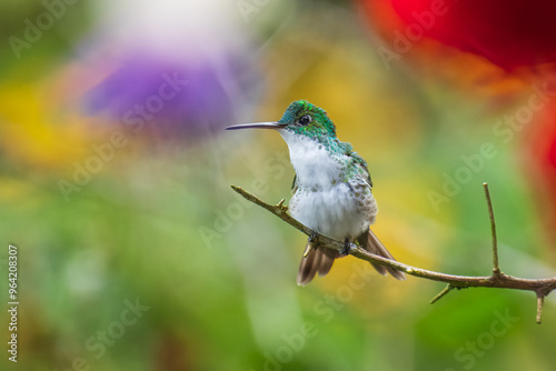 The Andean emerald (Uranomitra franciae), hummingbird, green and white bird found at forest edge, woodland, gardens and scrub in the Andes of Colombia, Ecuador. photo