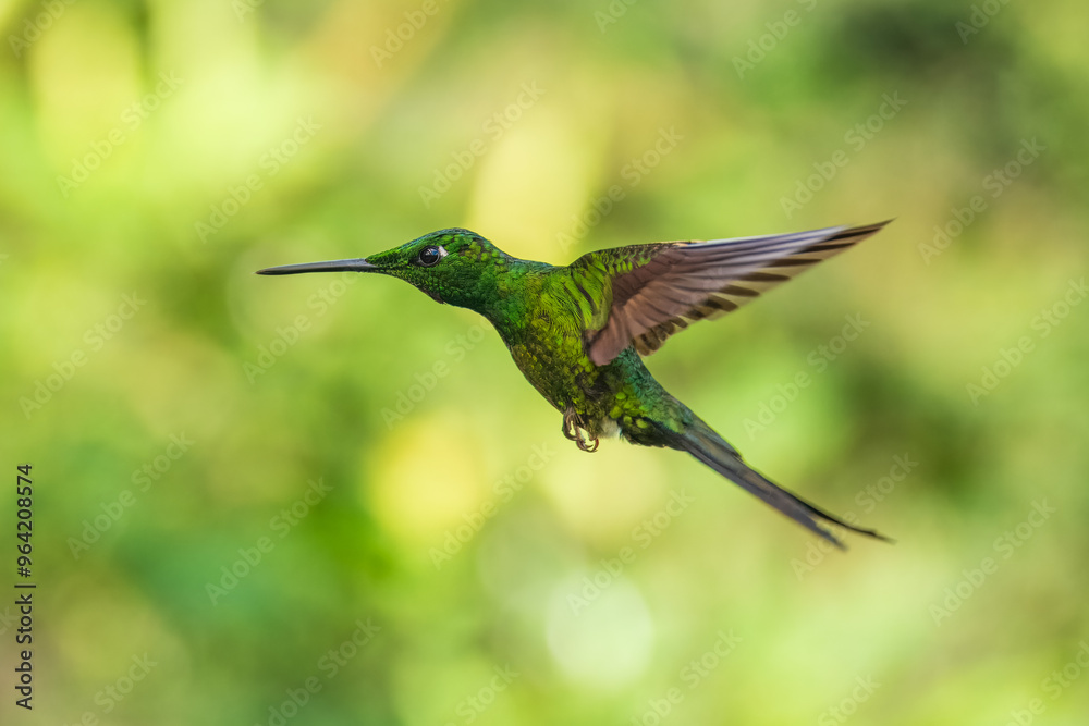 Fototapeta premium Empress Brilliant, Heliodoxa imperatrix in flight, Impressive hummingbird of Andean cloud forest in northwestern Ecuador and western Colombia.