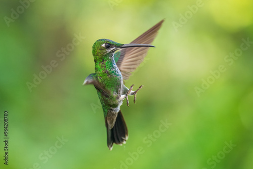 The Andean emerald (Uranomitra franciae), hummingbird, green and white bird found at forest edge, woodland, gardens and scrub in the Andes of Colombia, Ecuador. photo