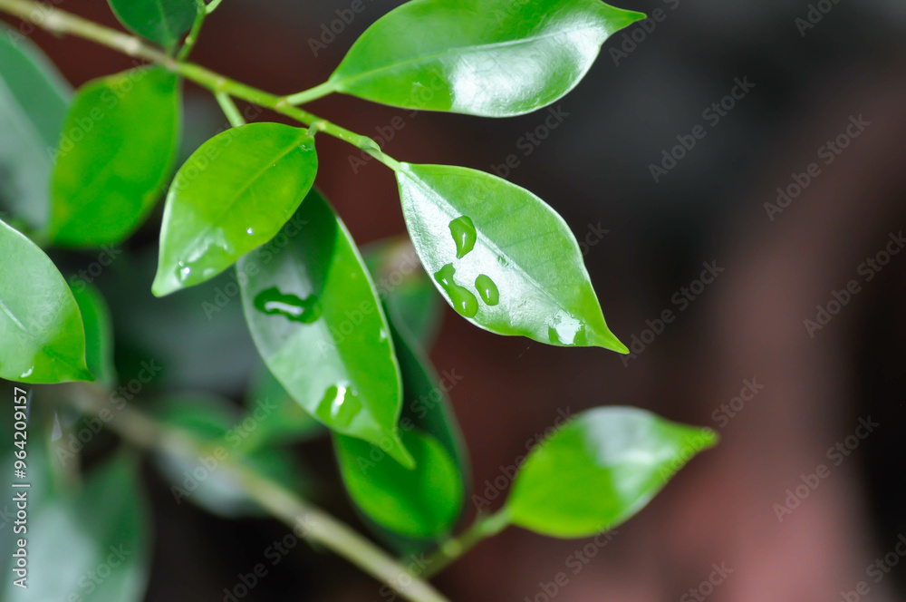 Ficus annulata Blume, Banyan Tree or MORACEAE and rain drop Ficus annulata Blume, Banyan Tree or MORACEAE and rain drop