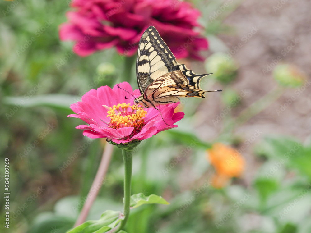 butterfly, flower, summer, nature, wings, garden, butterfly, flower, summer, nature, wings, garden,