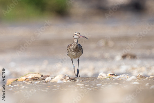 Eurasian Whimbrel clear background shot. The Eurasian whimbrel (Numenius phaeopus ) is a wader in the large family Scolopacidae.  photo