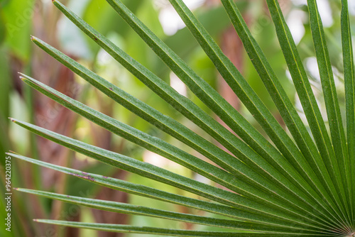 background of green palm leaves in a fan shape photo