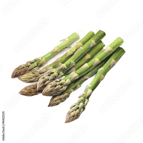 watercolor Asparagus isolated white background