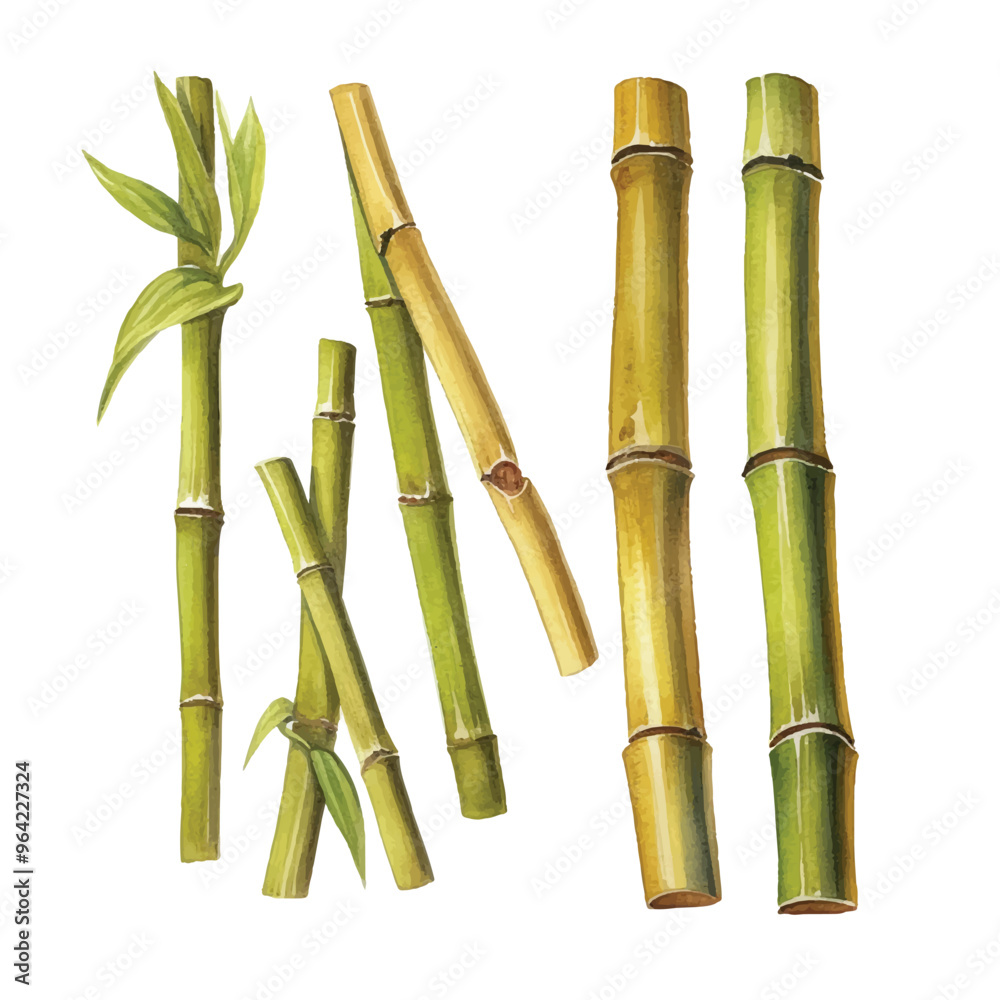 Fototapeta premium watercolor Bamboo shoots isolated white background