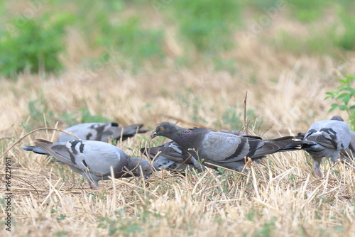 nel campo photo