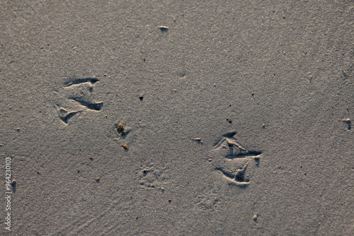 footprints of a laughing gull on a sandy beach in Normandy, France