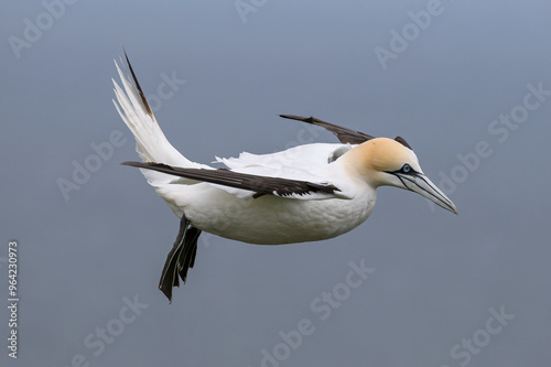 Northern Gannet, Gannet, Morus bassanus, in flight