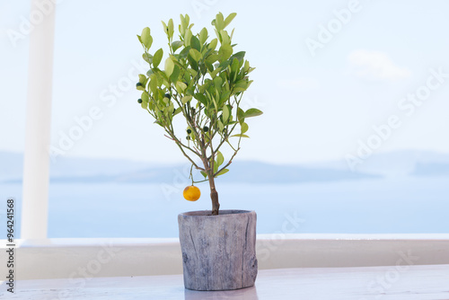 Citrus Orange Plant and Caldera Ocean View from Oia in Santorini Greece