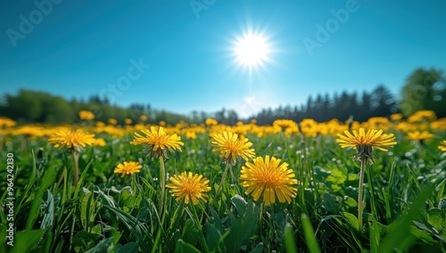 Sunny Dandelion Field