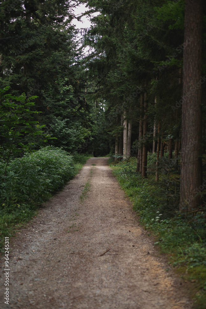A peaceful forest path surrounded by tall trees and lush greenery, leading into the serene woods A peaceful forest path surrounded by tall trees and lush greenery, leading into the serene woods