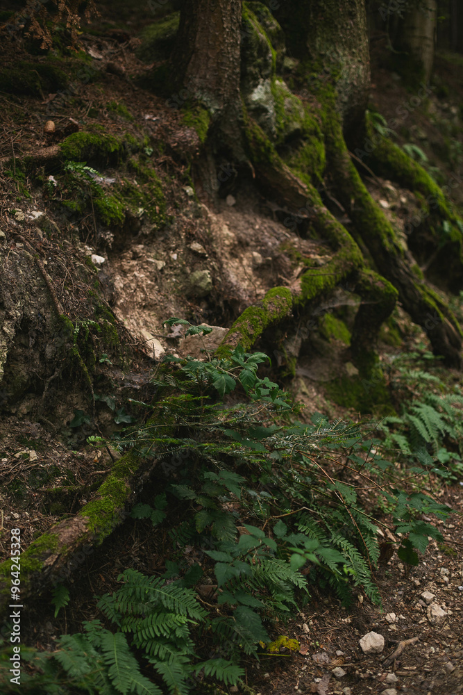 Close-up of forest roots covered in moss, surrounded by ferns and earthy textures, showcasing a rich and natural woodland scene Close-up of forest roots covered in moss, surrounded by ferns and earthy textures, showcasing a rich and natural woodland scene