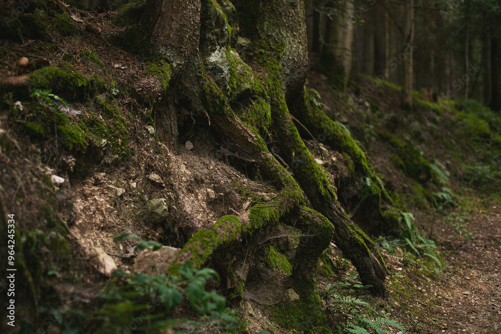 Moss-covered tree roots spreading across the forest floor, surrounded by earthy textures and lush greenery, depicting a serene woodland environment Moss-covered tree roots spreading across the forest floor, surrounded by earthy textures and lush greenery, depicting a serene woodland environment