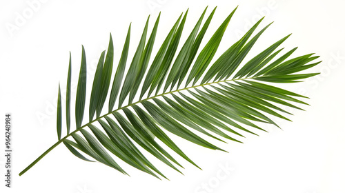 Single tropical palm leaf isolated on white background