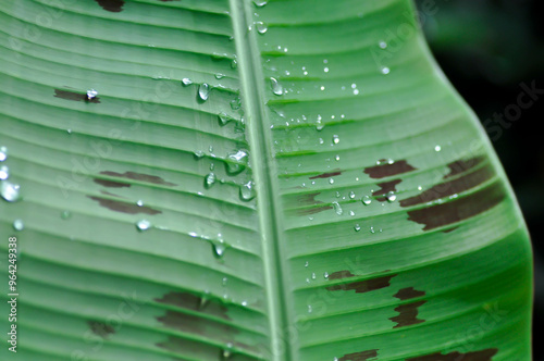 banana plant, blood banana or Musa acuminata or Musa balbisiana and dew drop photo