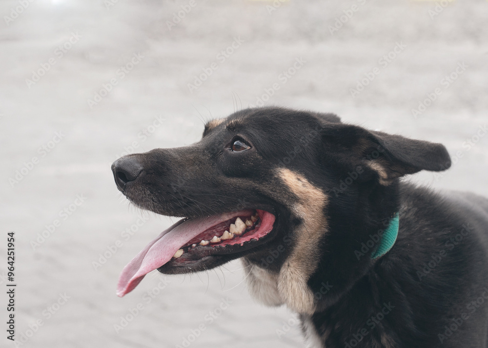 head of a dog mongrel close-up in profile black color looks with a request head of a dog mongrel close-up in profile black color looks with a request