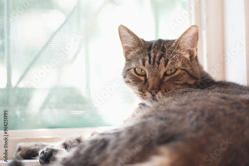 Wallpaper Mural An ordinary domestic cat is resting lying on a windowsill near the window Torontodigital.ca