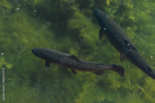 Two trout gracefully swim in crystal-clear green water, revealing their dark silhouettes and subtle patterns against an algae-covered background.