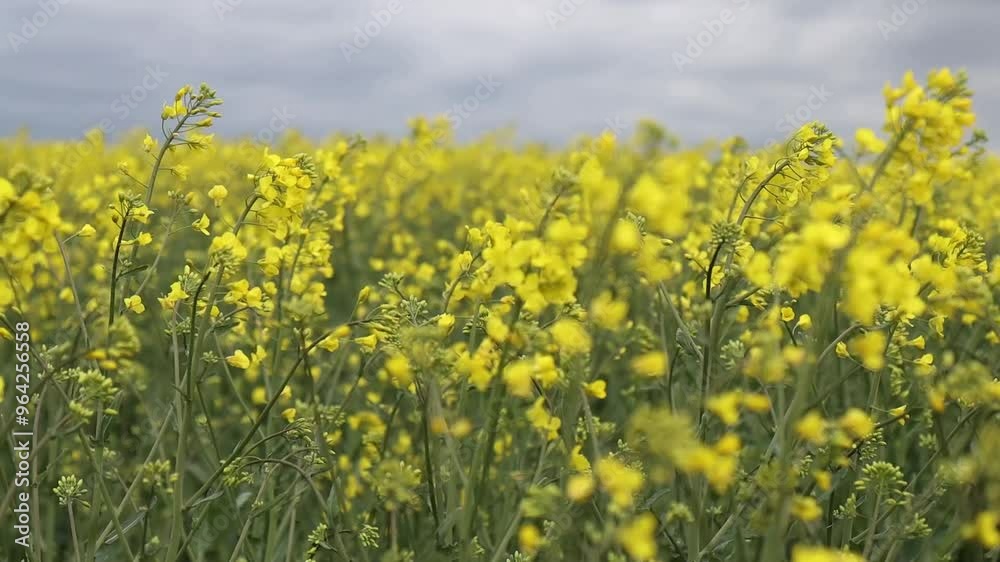 Field of yellow rapeseed swaying in the wind, capturing the beauty of nature's movement. Ideal for agricultural, rural landscape, and environmental content. Field of yellow rapeseed swaying in the wind, capturing the beauty of nature's movement. Ideal for agricultural, rural landscape, and environmental content.