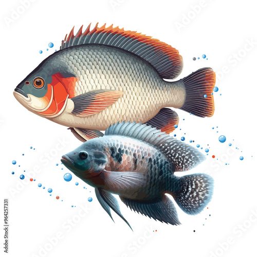 Tilapia Fish vector Illustration, free Tilapia fish Sketch clipart 