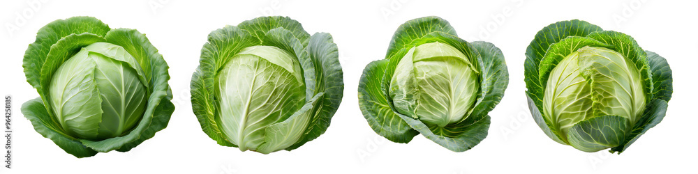 cabbage isolated on white background cabbage isolated on white background