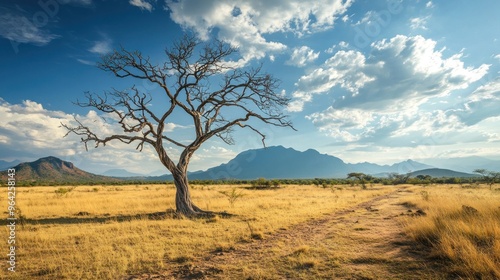 Solitary Tree in the Savanna