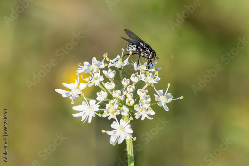 Close up of a Black Compost Fly, Graphomya maculata, foraging on white umbel of cow parsnip or hogweed, heracleum sphondylium, against blurred background photo