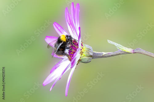 Close up of Meadow Bumblebee, Bombus pratorum, foraging on the purple lilac heart of a Pericallis × hybrida with white lilac sepals against a plain yellow green background photo