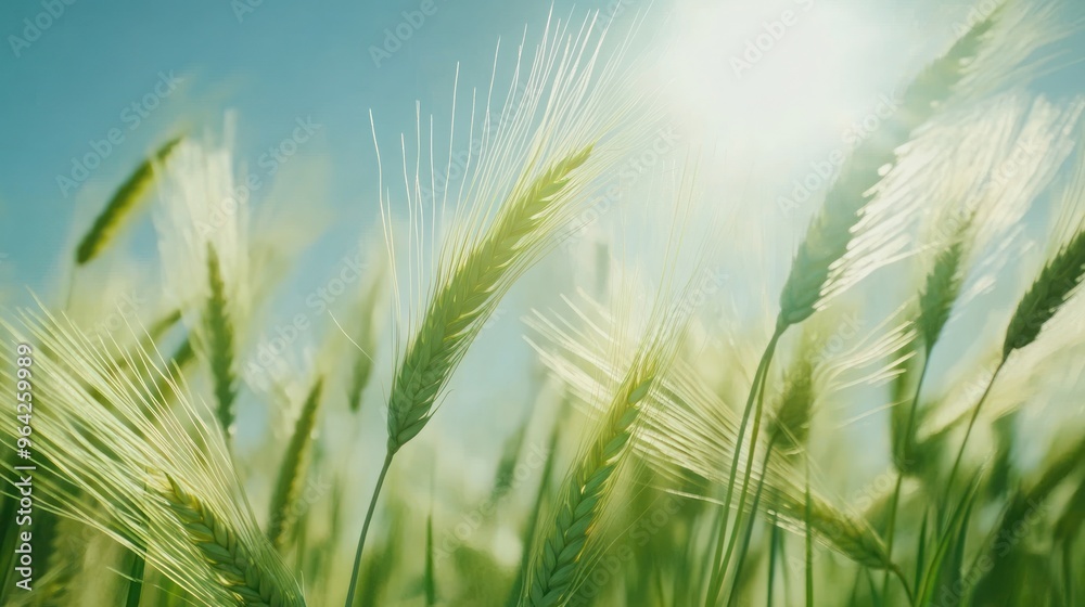 Wheat Field Under a Summer Sky Wheat Field Under a Summer Sky