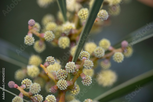 Plants of the Australian National Botanic Gardens photo