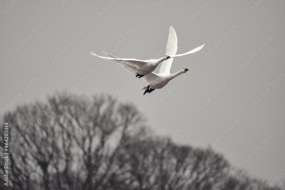 樹氷を背景に飛ぶ白鳥の群れが美しい、枯れ木が寂しい 樹氷を背景に飛ぶ白鳥の群れが美しい、枯れ木が寂しい