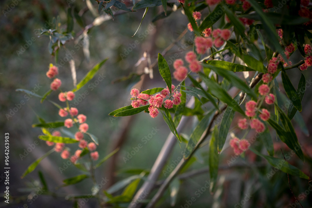 Crimson Wattle- Scarlett Blaze - Acacia Crimson Wattle- Scarlett Blaze - Acacia