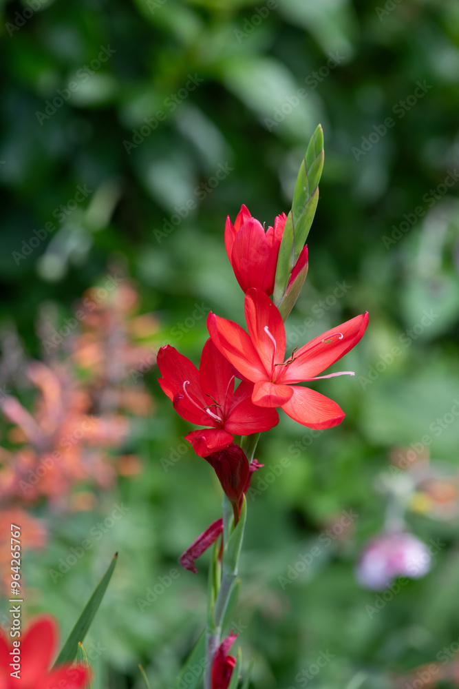 close up of river lily (hesperantha coccinea) flowers in bloom close up of river lily (hesperantha coccinea) flowers in bloom