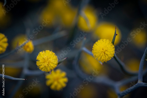 Spring wattle (acacia) of Australia