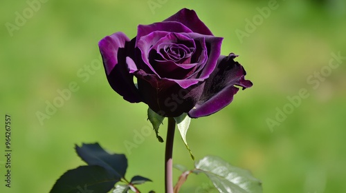 Single Dark Purple Rose