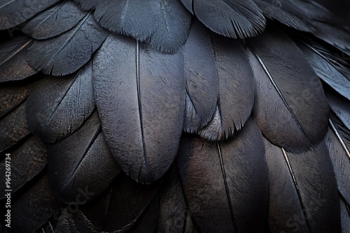 black and white feathers