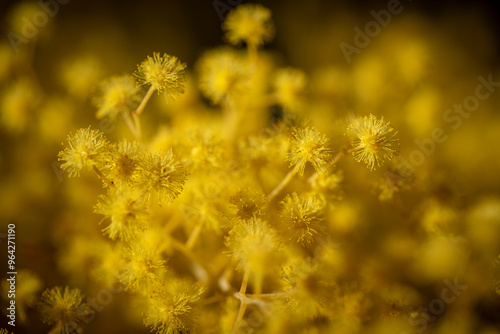 Spring wattle (acacia) of Australia photo