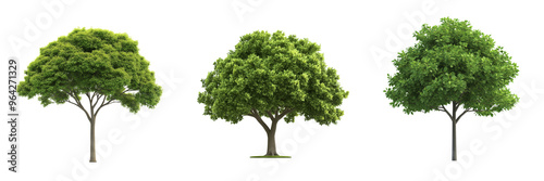 A collection of various tree species arranged in a row, isolated on a transparent background