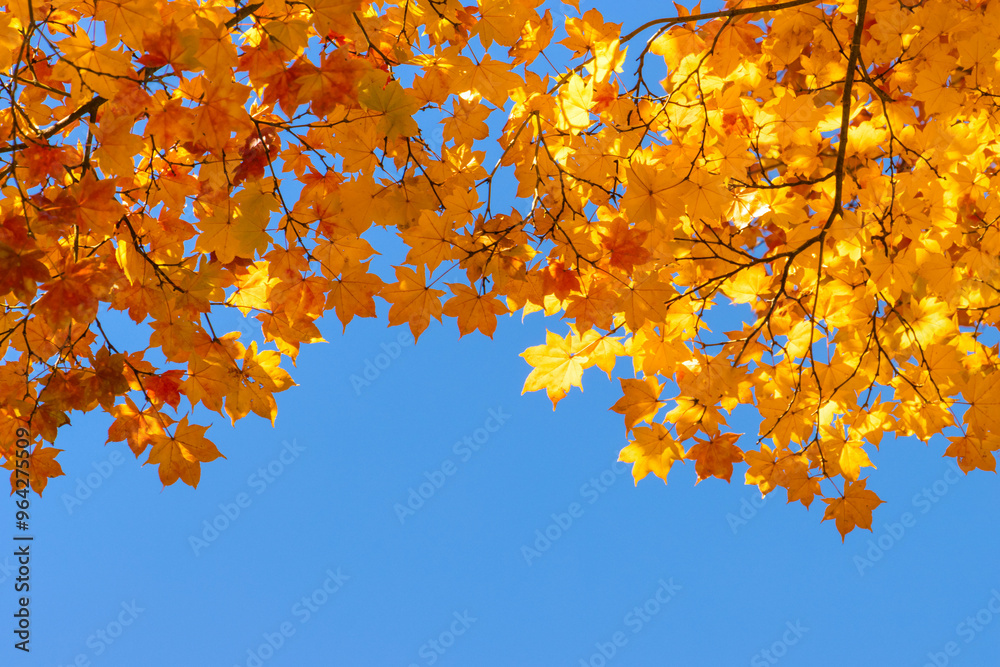 Tree with yellow leaves on blue sky background in autumn season, copy space Tree with yellow leaves on blue sky background in autumn season, copy space