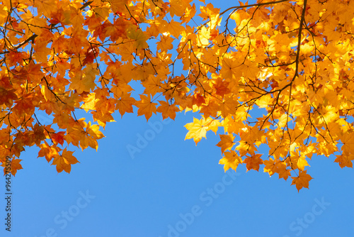 Tree with yellow leaves on blue sky background in autumn season, copy space