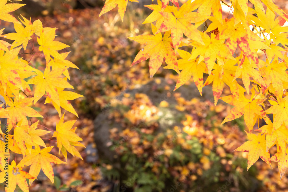 Frame of yellow maple leaves with blurred background of falling autumn leaves on ground in autumn season, copy space Frame of yellow maple leaves with blurred background of falling autumn leaves on ground in autumn season, copy space