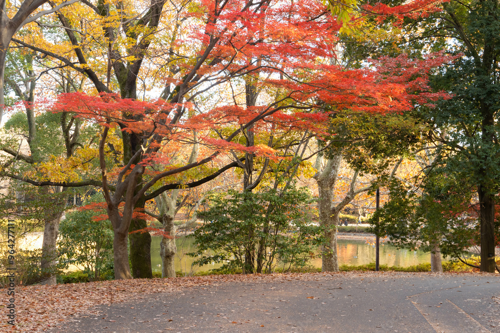 Tree with autumn leaves in the park with pond in the background Tree with autumn leaves in the park with pond in the background