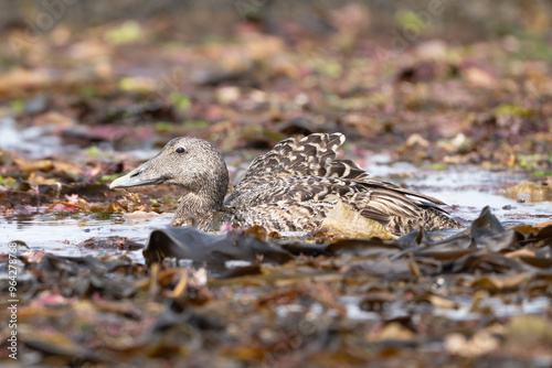 Common eider, St. Cuthbert's duck, Cuddy's duck - Somateria mollissima female swimming in water in seaweeds. Photo taken close to Garður Old Lighthouse in Iceland.	 photo