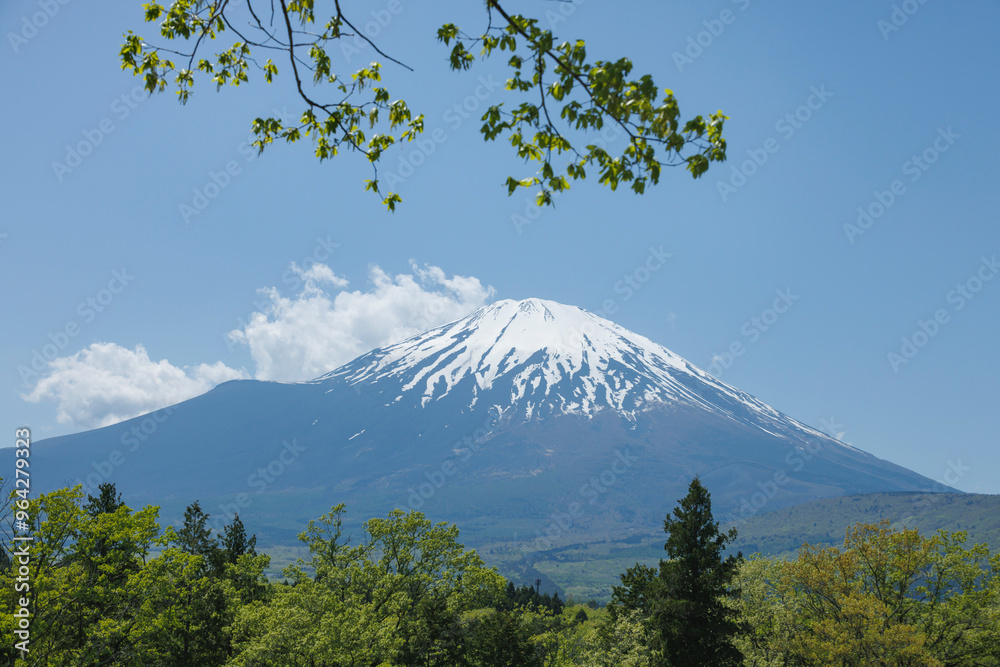 Fototapeta premium 色が綺麗な新緑の木と富士山