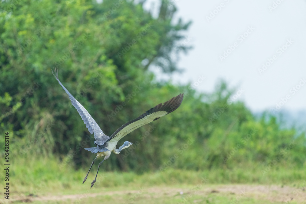 Black headed heron (Ardea melanocephala) Black headed heron (Ardea melanocephala)